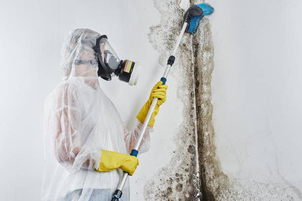 Best Commercial Mold Removal  in USA